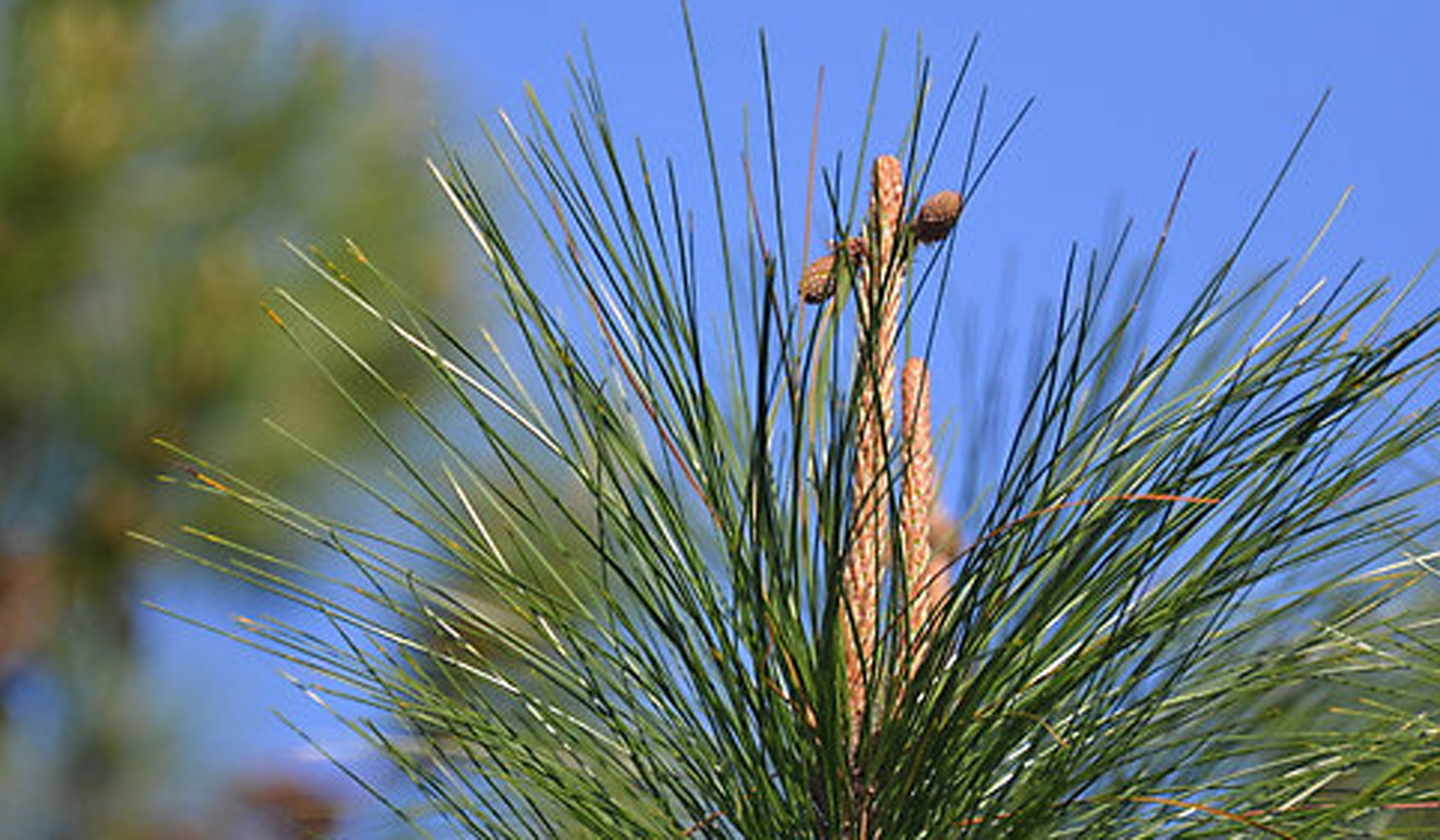 Pine Trees And Easter